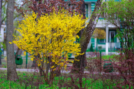 Branches of Yellow flowering Forsythia on a blurred background of an urban environment. Background...