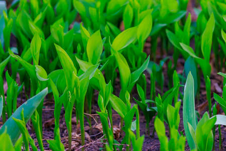 The first shoots of green spring flowers. Background with copy space for text or inscription