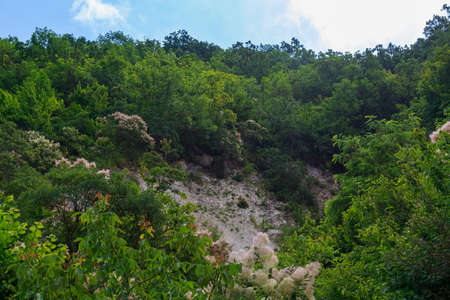 Woodland. Nature background with copy space for text or lettering.の写真素材