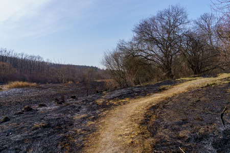 Burnt reeds. Consequences of a fire. Natural fires during drought. Background with copy space for textの写真素材