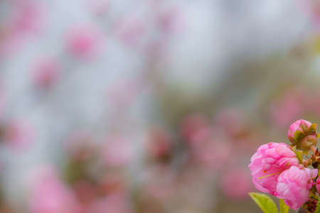 Blurred gentle spring background like copy space. Defocused sakura backdrop. Design blank. Place for text or inscriptionの写真素材
