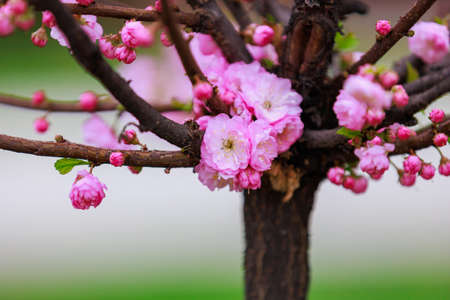 Blossoming sakura tree flower with selective focus on blurred background. Defocused backdrop copy...