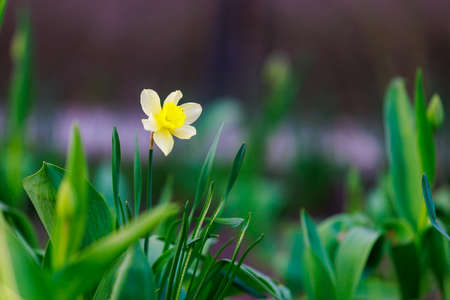 Spring flowerbed with blooming daffodils. Selective focus. Background with copy space for text or...