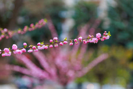 Sakura blossom bud with selective focus and blurry background. Backdrop with copy space for text.