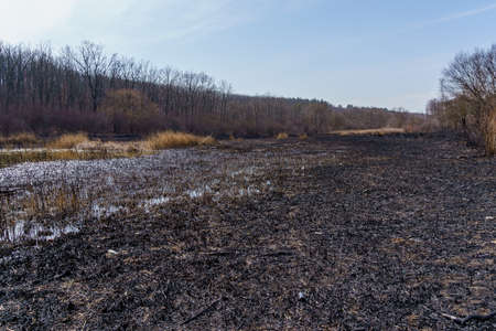 Burnt reeds. Consequences of a fire. Natural fires during drought. Background with copy space for...
