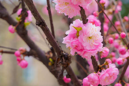 Blossoming sakura tree flower with selective focus on blurred background. Defocused backdrop copy...