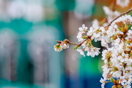 Blooming fruit trees in spring. Flowers on branches. Selective focus with blurred background and copy space for text or lettering.の写真素材