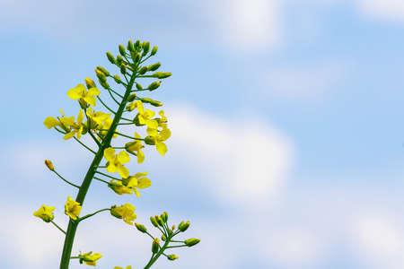 Blooming rapeseed selective focus. Background with copy space for text or inscriptionの写真素材