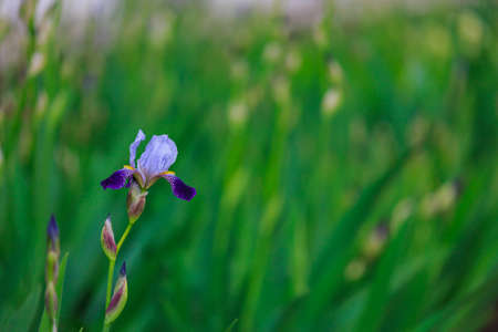 Iris flowers with selective focus on a blurred background of a flower bed. Copy space for text....