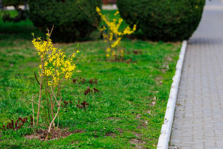 Yellow flowering Forsythia bush in spring. Selective focus. Background with copy space for text or...