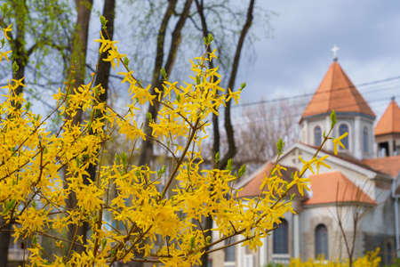 Branches of Yellow flowering Forsythia on a blurred background of an urban environment. Background...