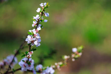 Blooming fruit trees in spring. Flowers on branches. Selective focus with blurred background and copy space for text or lettering.の写真素材