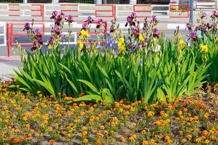 Flower bed or flower garden in an urban environment. Background with selective focus and copy space for textの写真素材