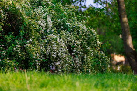 Ornamental shrubs in the landscaping of the urban environment. Background with selective focus and copy space for textの写真素材