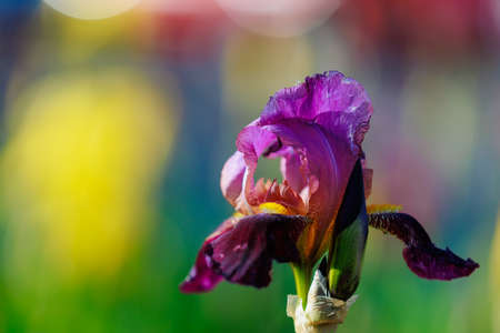 Iris flowers with selective focus on a blurred background of a flower bed. Copy space for text. Landscaping and decoration of the urban environment and garden plotの写真素材