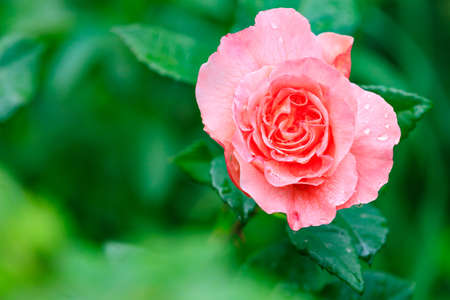 Flower bed with a rose in an urban environment. Background with selective focus and copy space for textの写真素材