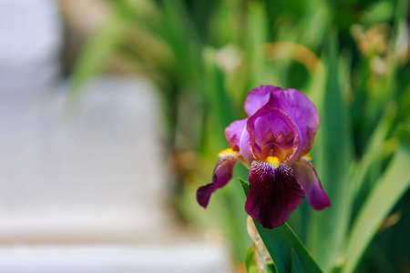 Iris flowers with selective focus on a blurred background of a flower bed. Copy space for text. Landscaping and decoration of the urban environment and garden plotの写真素材