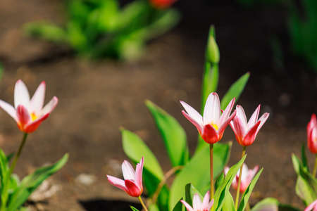 The first spring flowers in the city flower bed in the landscaping of the urban environment. Selective focus with blurred background and copy space for text or lettering.の写真素材