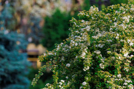 Ornamental shrubs in the landscaping of the urban environment. Background with selective focus and...