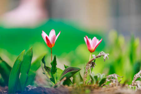 The first spring flowers in the city flower bed in the landscaping of the urban environment. Selective focus with blurred background and copy space for text or lettering.の写真素材