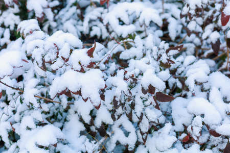 Snow covers branches with leaves. Seasonal winter background with copy space