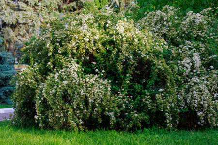 Ornamental shrubs in the landscaping of the urban environment. Background with selective focus and...