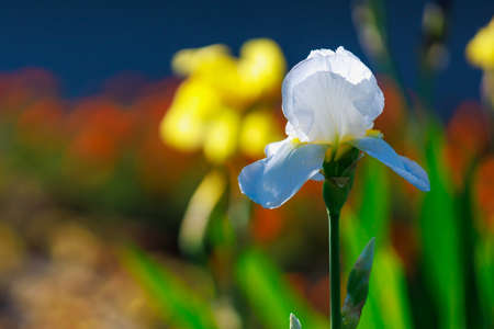 Iris flowers with selective focus on a blurred background of a flower bed. Copy space for text....