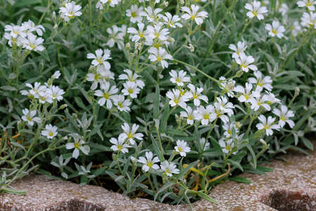 Flower bed with very beautiful flowers in an urban environment. Background with selective focus and copy space for textの写真素材