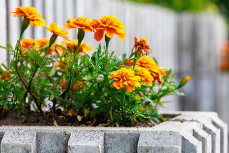 Flower bed with marigolds in an urban environment. Background with selective focus and copy space...