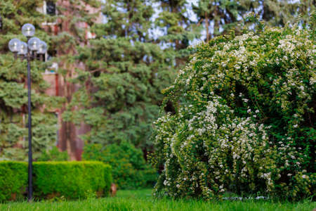 Ornamental shrubs in the landscaping of the urban environment. Background with selective focus and copy space for textの写真素材