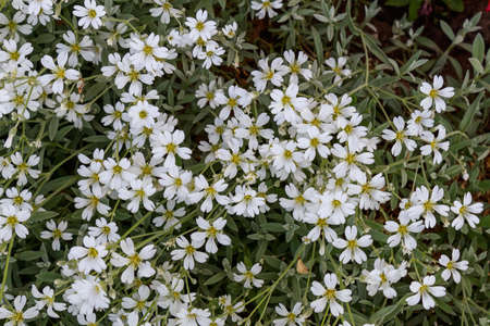 Flower bed with very beautiful flowers in an urban environment. Background with selective focus and copy space for textの写真素材
