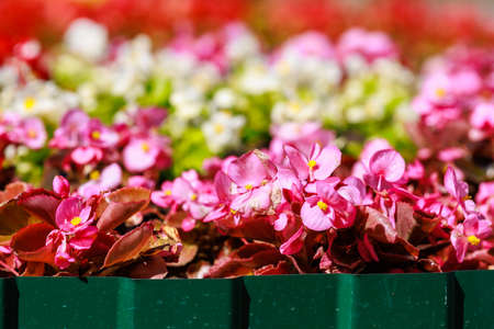 Flower bed with very beautiful flowers in an urban environment. Background with selective focus and copy space for textの写真素材