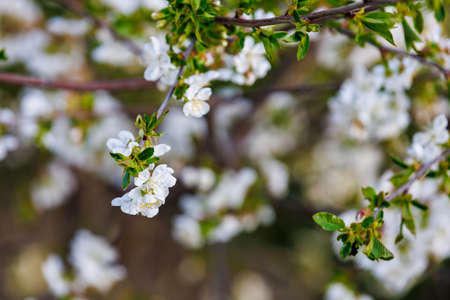Blooming fruit trees in spring time. Background with copy space for text or inscription