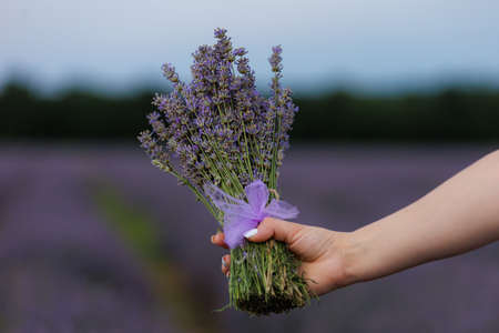 Bouquet of lavender flowers in a female hand with selective focus on a blurred background. Copy space for textの写真素材