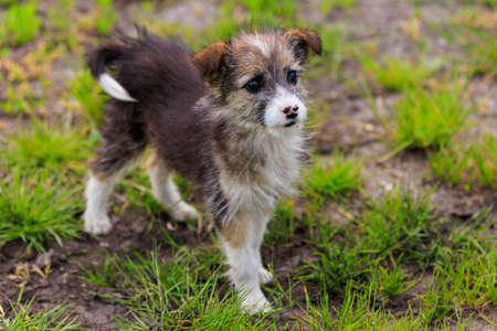 Shaggy cute and friendly puppy. Background with copy space for textの写真素材