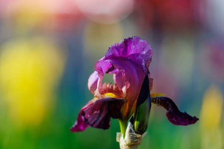 Iris flowers with selective focus on a blurred background of a flower bed. Copy space for text. Landscaping and decoration of the urban environment and garden plotの写真素材
