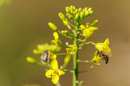 Blooming rapeseed selective focus. Background with copy space for text or inscriptionの写真素材