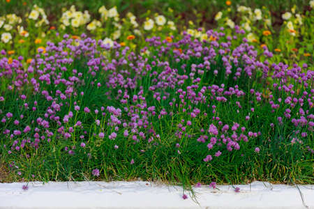 Flower bed with very beautiful flowers in an urban environment. Background with selective focus and copy space for textの写真素材