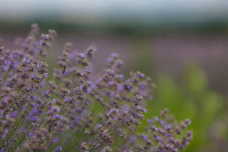 Blooming lavender flowers in a field with selective focus on a blurred background. Copy space for...
