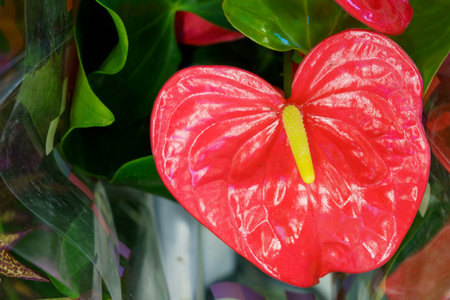 Blooming house or indoor flowers with selective focus and blurred background. Background with copy space for textの写真素材