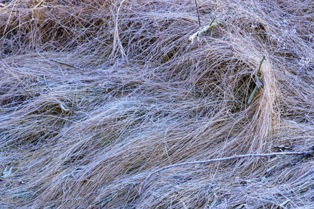Field grass in hoarfrost beauty of winter nature. Background with copy space for textの写真素材