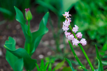 Flower bed with very beautiful flowers in an urban environment. Background with selective focus and...