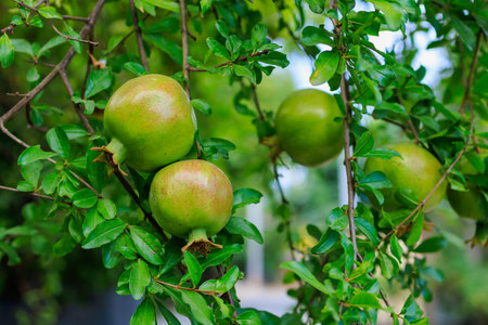 Pomegranate fruits ripen on trees in the garden. Natural background with selective focus and copy...