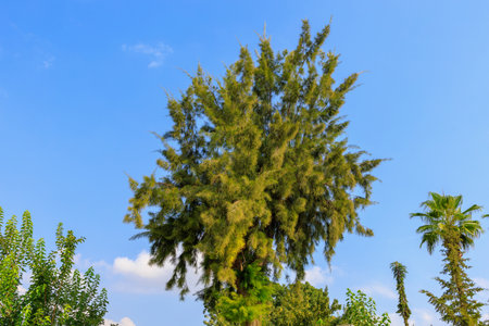 Decorative coniferous plant in urban gardening. Background with copy space for textの写真素材