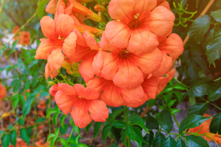 Flowering Turkish trees. Background with selective focus and copy space for textの写真素材