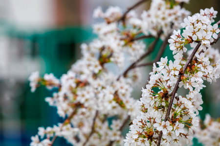 Blooming fruit trees in spring. Flowers on branches. Selective focus with blurred background and...