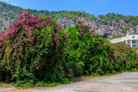 Flowering Turkish trees. Background with selective focus and copy space for textの写真素材
