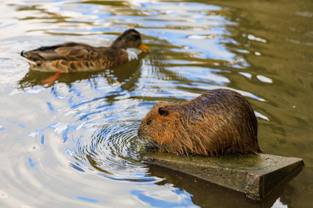 Nutria on the banks of the Vltava river in Prague the capital of the Czech Republic. Urban...