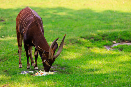 Mountain Bongo. Background with selective focus and copy space for textの写真素材
