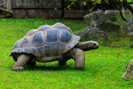 Elephant or Galapagos tortoise. Background with selective focus and copy space for textの写真素材